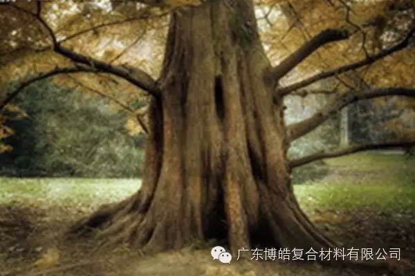 【博皓感悟】欲為大樹，莫與草爭-4
